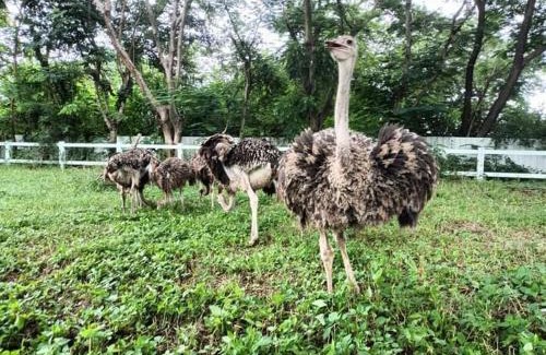 Chai Badan Resort | Phutawan Resort