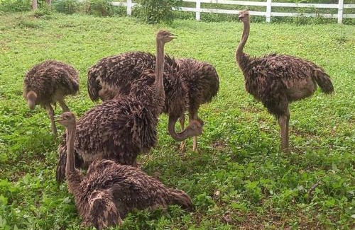 Chai Badan Resort | Phutawan Resort