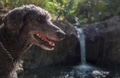 Morong Apartment | PITI Nest Self-Service Home in Rainforest Nest - Wi-fi, Monkeys, Bats, Pet Friendly with a Fee