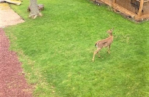 Drums Ski Chalet | Pocono Area Lakefront Estate, GREAT FOR KIDS, Pontoon boat for rent, game room.