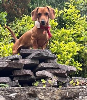 Cecina Bed & Breakfast | Podere Le Vedute