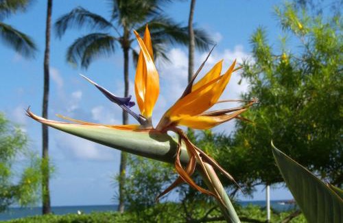 Koloa House | Poipu Sands 221