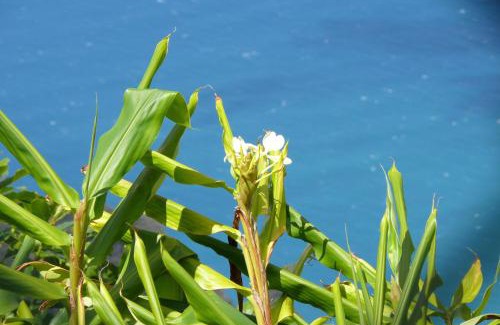 Koloa House | Poipu Shores 101A