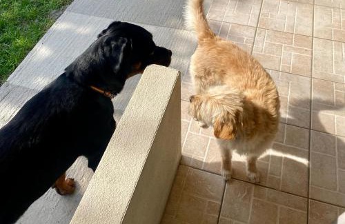 Thasos Town House | Port Rooms Pet Friendly