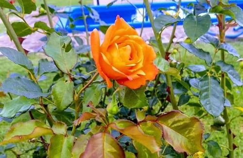 Ezeiza Bed & Breakfast | Posada Quinta Pata