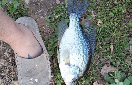 West Frankfort RV Rental | Primitive campsites, pond, wildlife, campfires