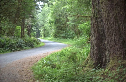 Forks RV Rental | Primitive Tent Site #7- Beautiful Forested Property