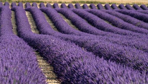 Valensole House | Prouvenço