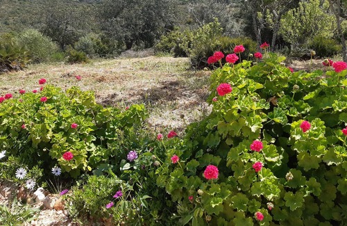 Sargacal Apartment | Quinta da Jolanda-Happy Family Farm: 1 Bed Apartment