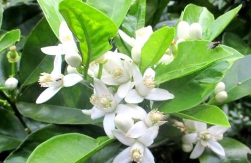 Fenais da Luz House | Quinta das rãs