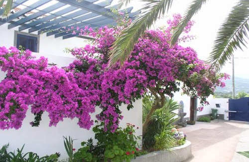 Ponta Delgada Villa | Quinta dos Afectos