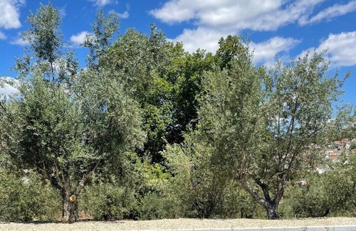 Cotas Other | Quinta Vila Rachel - Winery - Ofélia House