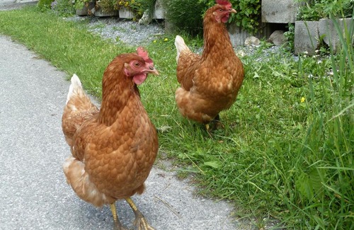 Dorfgastein House | Rainerhof
