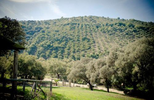 Prado del Rey House | Rancho Calvillo