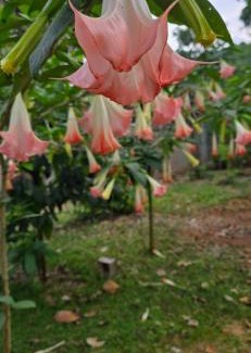 Gankewala House | Randi villa