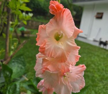 Gankewala House | Randi villa