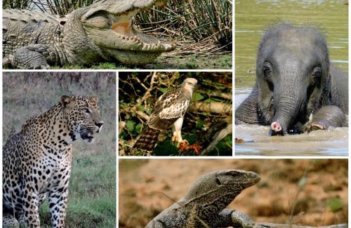 Yodakandiya House | Randunu Resort Yala