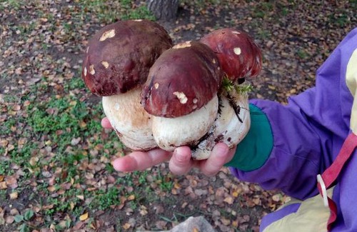 Rybinskoe Hotel | Razdolie Liubiatino