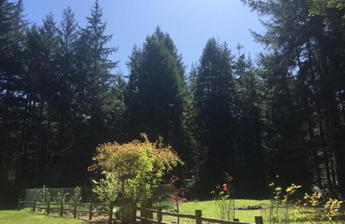 Crescent City House | Redwood forest