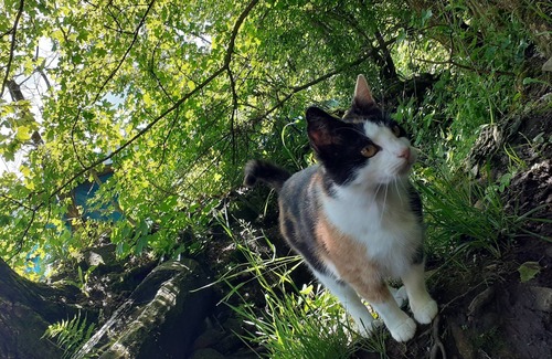 Rosia Montana House | Retreat Holiday in Cozy Traditional House