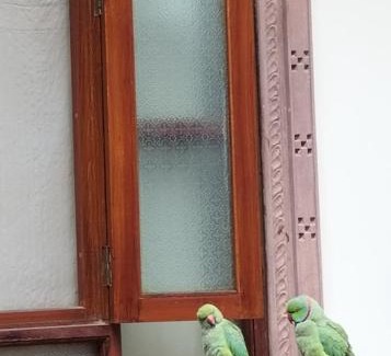 Jodhpur Hotel | Rigmor haveli