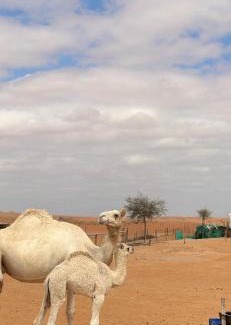 Bidiya Hotel | Royal desert camp