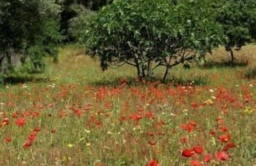 Ronda Cottage | Rural house "La Casita de Piedra" ten minutes from Ronda