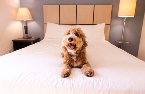 Santa Clara Hotel | Santa Clara Tech District Haven! Comfortable Suite Near The Tech Interactive!