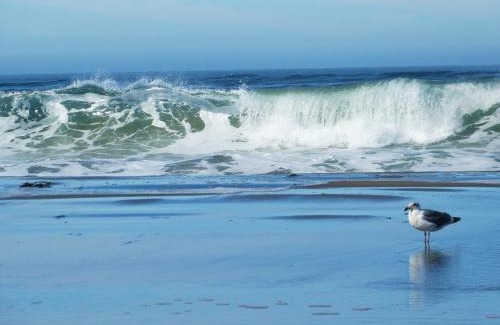 Dillon Beach House | Sea Breeze! Walk to Beach! In the Village! BBQ! Fast WiFi! Dog Friendly!