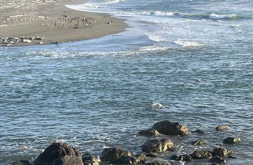 Crescent City Cottage | Seascape Cottage Minutes from the Beach and Forests!