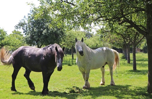 La Ferte-en-Ouche Cottage | Secluded old house, private garden, pets welcome