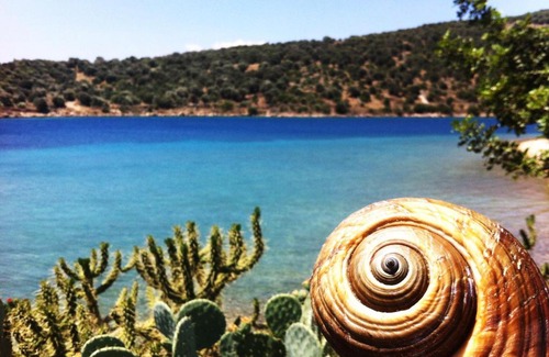 Mpoufalo Apartment | Spacious Sea Front Apartment - Porto Bouffalo - Evia