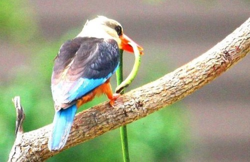 Van Buren Cabin | SPECTACULAR CONTAINER HOUSE @ SAGANA RIVER Valley, KENYA.