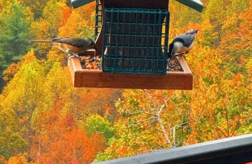 Purlear Cabin | Spectacular Mtn Views-Artfully Decorated. Inviting, Warm & Rustic.