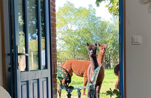 Argentonnay House | Stay at the alpaca farm, opposite Chateau de Sanzay,