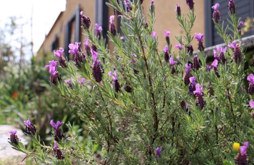 Aglientu House | Stazzu Lu Signori