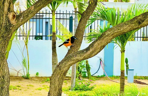 Oranjestad-West Apartment | Studio 4 Luxurious, 3-minute walk to the beach in an exclusive neighborhood.