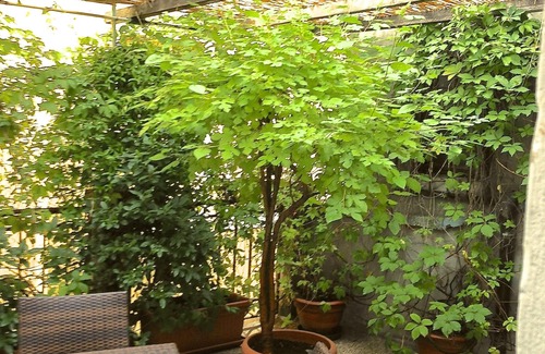 San Marco Apartment | Sunny apartment with large terrace a stone's throw from Rialto Bridge, free wifi