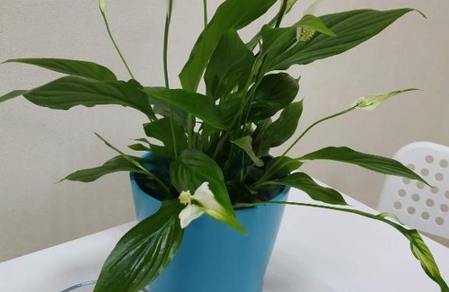 Zapadnyy okrug Hotel | SunRise mini hotel