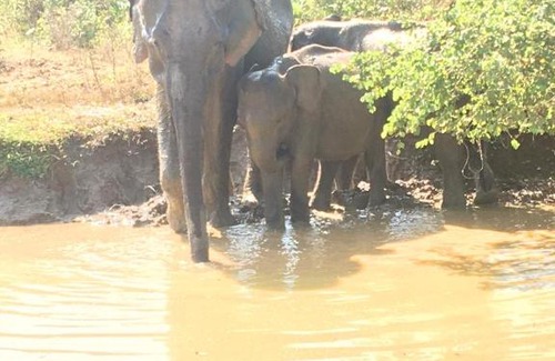 Udawalawa House | Sunrise Safari House