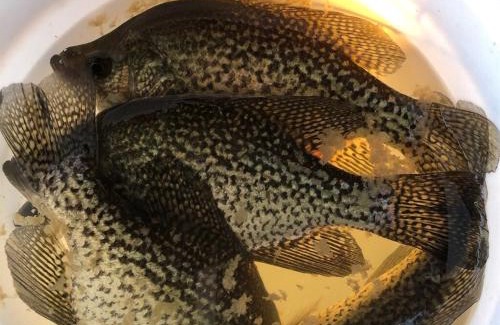 Zwolle House | Sunset Paradise