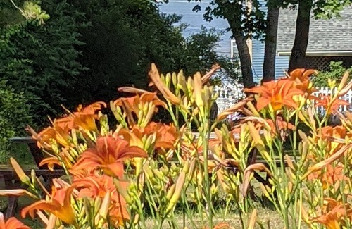 Peaks Island Cottage | Sweet Island Cottage- 3 minute walk to beach