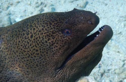 El Quseir Resort | Swisstouch Resort Marsa Alam