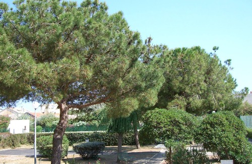 Carnon-Plage Apartment | T 2 47 m2 apartment overlooking the harbor in residence with pool and tennis