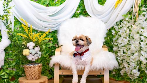 Nam House | Taean WithDog Aegyeonspa Poolvilla
