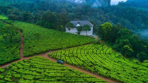 Chithirapuram Resort | Tea Harvester