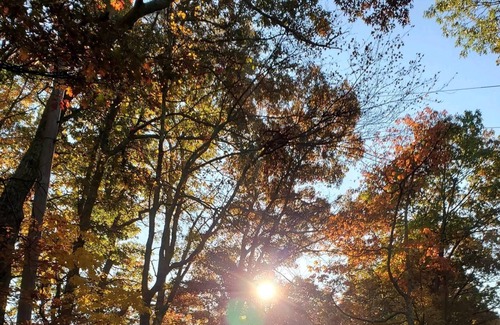 Sparrow Bush RV Rental | Tentrr Signature Site - Shady Pines Campsite