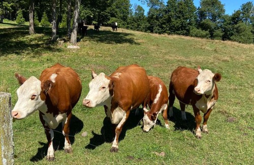 Newfoundland Other | Tentrr Signature Site - Wallenpaupack Creek Camp 4