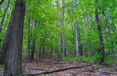 Gans RV Rental | Tentrr State Park Site - WV Coopers Rock State Park - Site D - Single Camp