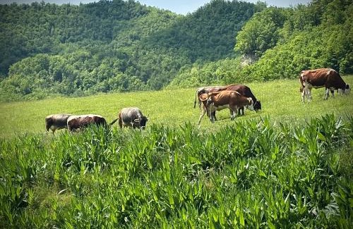 Dernice House | Tenuta Ca' Bella